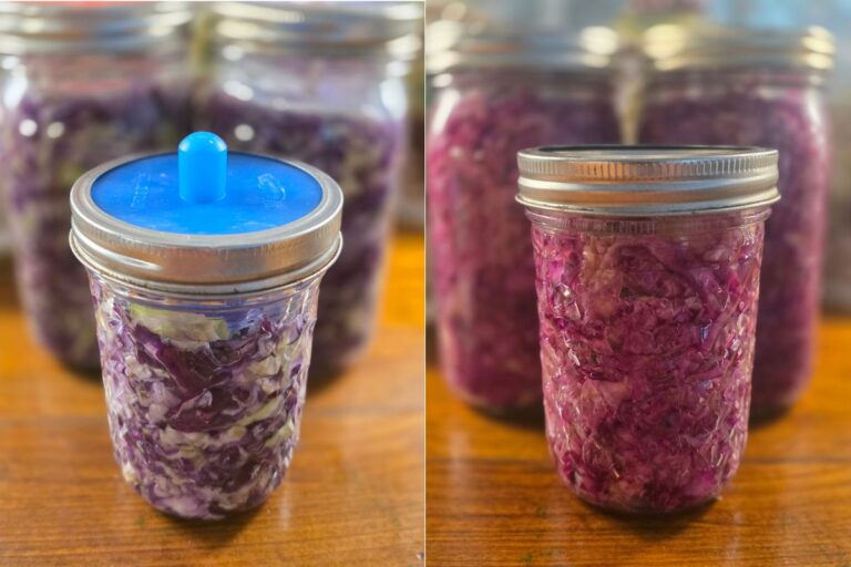 sauerkraut in jars on counter