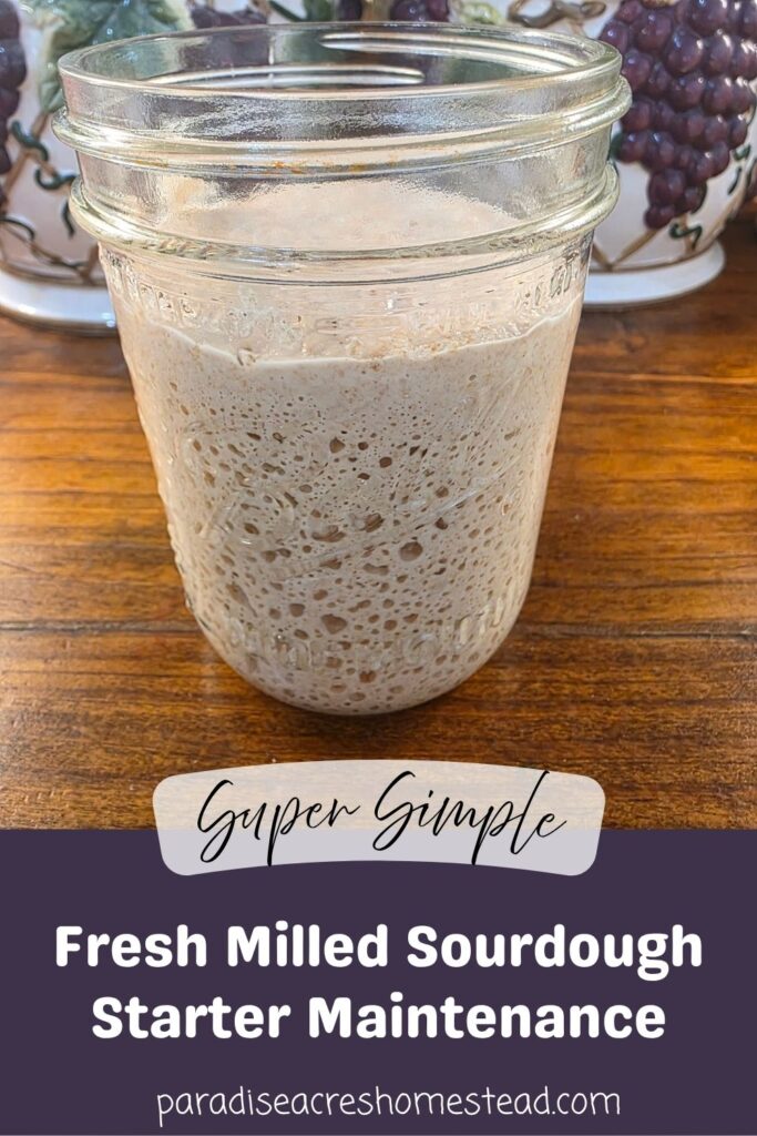 pin image of fresh milled sourdough starter on counter