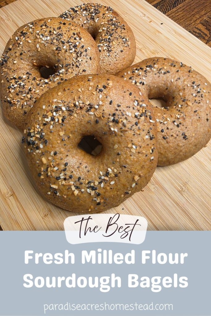 pin image for everything bagel sourdough fresh milled flour bagels