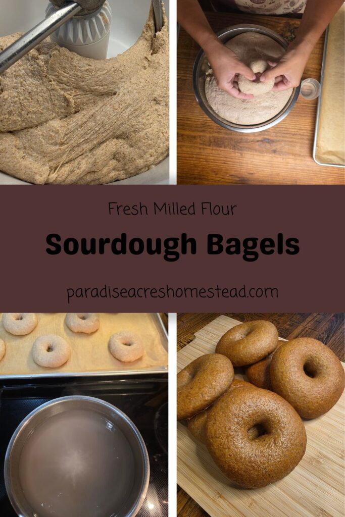 pin image for sourdough fresh milled flour bagels